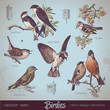 vector set: birds - vintage design elements