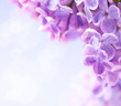 Art  lilac flowers background