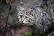 Wildkatze Kater