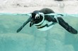 pengum