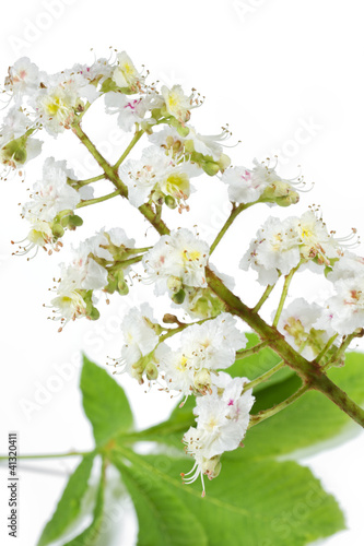 Photo: Blüte einer Rosskastanie auf weißem Hintergrund Blüte einer Rosskastanie auf weißem Hintergrund