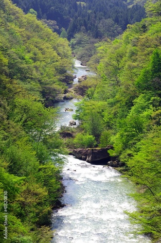 Photo: 新緑の広瀬川 新緑の広瀬川