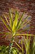 Yucca - Tronchetto della felicità
