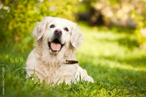 Photo: Happy Golden Retriever Happy Golden Retriever