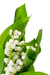 LILIES OF THE VALLEY