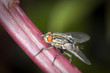 mouche sarcophage