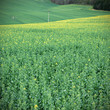 Photo: Blühendes Rapsfeld Blühendes Rapsfeld