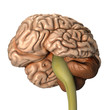 The human brain