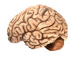 The human brain