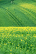 Photo: Blühendes Rapsfeld Blühendes Rapsfeld