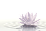 Floating waterlily
