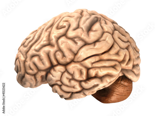 The human brain