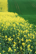 Photo: Blühendes Rapsfeld Blühendes Rapsfeld