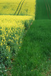 Photo: Blühendes Rapsfeld Blühendes Rapsfeld