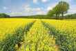 Field of rapeseed