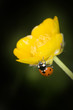 coccinelle