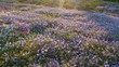 芝桜