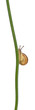 White Garden Snail or Mediterranean snail, Theba pisana White Garden Snail or Mediterranean snail, Theba pisana