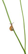 White Garden Snail or Mediterranean snail, Theba pisana White Garden Snail or Mediterranean snail, Theba pisana