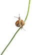 Two White Garden Snails or Mediterranean snail, Theba pisana Two White Garden Snails or Mediterranean snail, Theba pisana