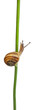 White Garden Snail or Mediterranean snail, Theba pisana White Garden Snail or Mediterranean snail, Theba pisana