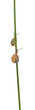 Two White Garden Snails or Mediterranean snail, Theba pisana Two White Garden Snails or Mediterranean snail, Theba pisana