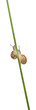 Two White Garden Snails or Mediterranean snail, Theba pisana Two White Garden Snails or Mediterranean snail, Theba pisana