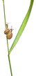 Two White Garden Snails or Mediterranean snail, Theba pisana Two White Garden Snails or Mediterranean snail, Theba pisana