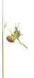 Two White Garden Snails or Mediterranean snail, Theba pisana Two White Garden Snails or Mediterranean snail, Theba pisana