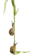 Two White Garden Snails or Mediterranean snail, Theba pisana Two White Garden Snails or Mediterranean snail, Theba pisana