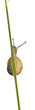 Garden snail, Helix aspersa, climbing stem Garden snail, Helix aspersa, climbing stem