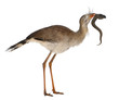 Red-legged Seriema or Crested Cariama, Cariama cristata Red-legged Seriema or Crested Cariama, Cariama cristata