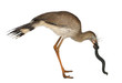 Red-legged Seriema or Crested Cariama, Cariama cristata Red-legged Seriema or Crested Cariama, Cariama cristata
