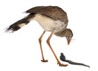 Red-legged Seriema or Crested Cariama, Cariama cristata Red-legged Seriema or Crested Cariama, Cariama cristata