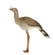 Red-legged Seriema or Crested Cariama, Cariama cristata Red-legged Seriema or Crested Cariama, Cariama cristata