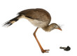 Red-legged Seriema or Crested Cariama, Cariama cristata Red-legged Seriema or Crested Cariama, Cariama cristata