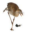 Red-legged Seriema or Crested Cariama, Cariama cristata Red-legged Seriema or Crested Cariama, Cariama cristata