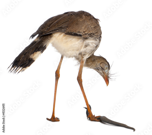 Photo: Red-legged Seriema or Crested Cariama, Cariama cristata Red-legged Seriema or Crested Cariama, Cariama cristata