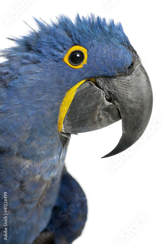 Photo: Portrait of Hyacinth Macaw, Anodorhynchus hyacinthinus Portrait of Hyacinth Macaw, Anodorhynchus hyacinthinus