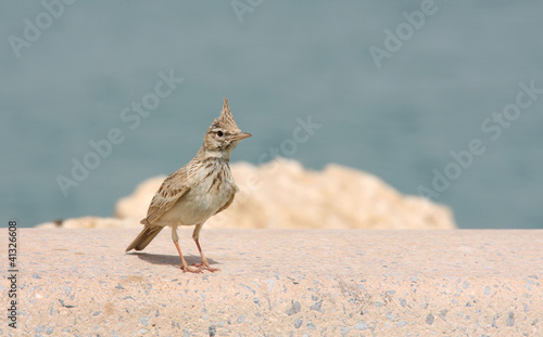 Photo: A beautiful crested lark in Bahrain A beautiful crested lark in Bahrain