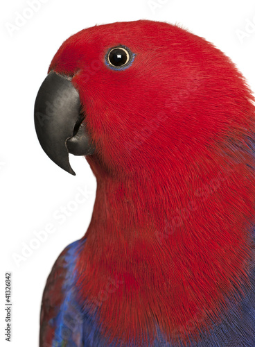 Photo: Close up of Female Eclectus Parrot, Eclectus roratus Close up of Female Eclectus Parrot, Eclectus roratus