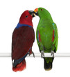 Male and Female Eclectus Parrots, Eclectus roratus