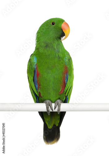 Photo: Male Eclectus Parrot, Eclectus roratus Male Eclectus Parrot, Eclectus roratus