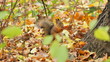 Squirrels, sequence Squirrels, sequence