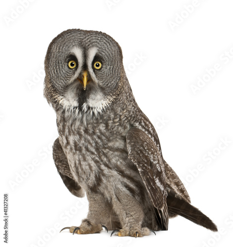 Photo: Portrait of Great Grey Owl or Lapland Owl, Strix nebulosa Portrait of Great Grey Owl or Lapland Owl, Strix nebulosa