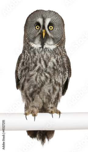 Photo: Portrait of Great Grey Owl or Lapland Owl, Strix nebulosa Portrait of Great Grey Owl or Lapland Owl, Strix nebulosa