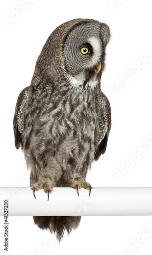 Photo: Great Grey Owl or Lapland Owl, Strix nebulosa, a very large owl Great Grey Owl or Lapland Owl, Strix nebulosa, a very large owl