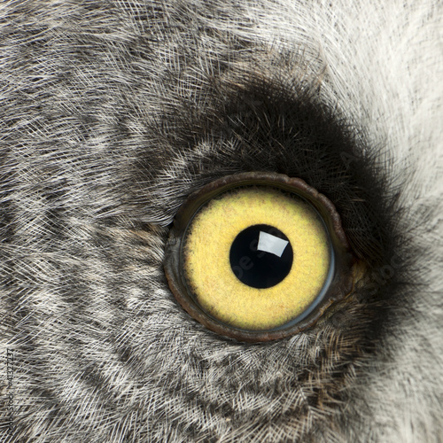 Photo: Portrait of Great Grey Owl or Lapland Owl, Strix nebulosa Portrait of Great Grey Owl or Lapland Owl, Strix nebulosa