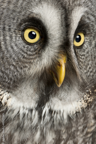 Photo: Portrait of Great Grey Owl or Lapland Owl, Strix nebulosa Portrait of Great Grey Owl or Lapland Owl, Strix nebulosa