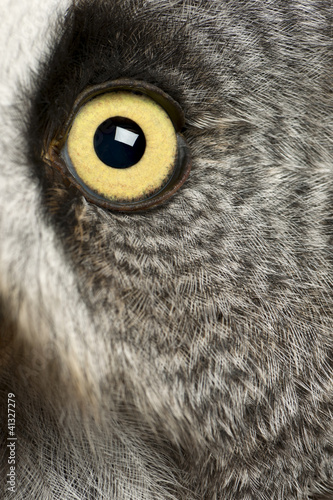 Photo: Portrait of Great Grey Owl or Lapland Owl, Strix nebulosa Portrait of Great Grey Owl or Lapland Owl, Strix nebulosa